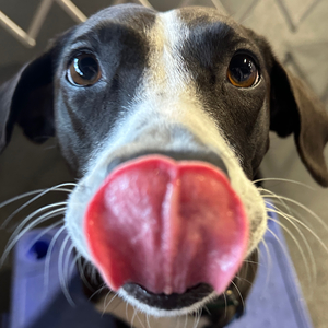 Fundraising Page: Danny Rhodehamel